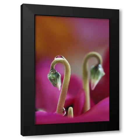 USA, Pennsylvania Cyclamen with water drop Black Modern Wood Framed Art Print by Rotenberg, Nancy