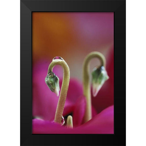 USA, Pennsylvania Cyclamen with water drop Black Modern Wood Framed Art Print by Rotenberg, Nancy