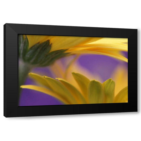 Pennsylvania Yellow Gerbera Daisies Black Modern Wood Framed Art Print with Double Matting by Rotenberg, Nancy