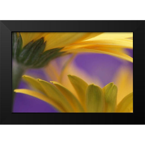 Pennsylvania Yellow Gerbera Daisies Black Modern Wood Framed Art Print by Rotenberg, Nancy