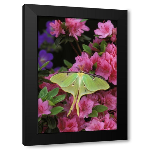 USA, Pennsylvania, Luna moth on pink azaleas Black Modern Wood Framed Art Print with Double Matting by Rotenberg, Nancy