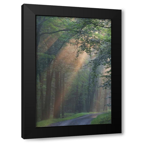 PA, Light rays streaming through a forest Black Modern Wood Framed Art Print by Anon, Ellen