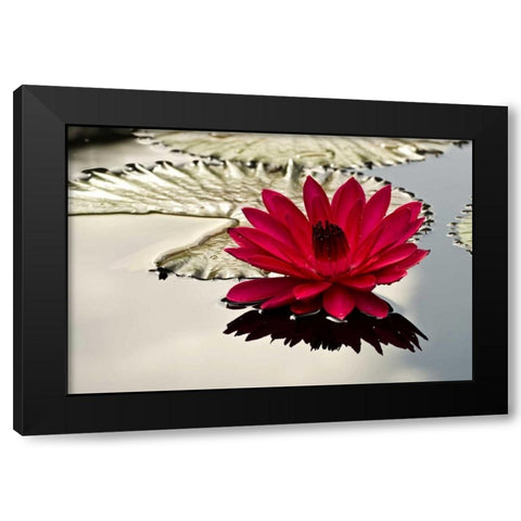 PA, Philadelphia Water lily on garden pond Black Modern Wood Framed Art Print by OBrien, Jay
