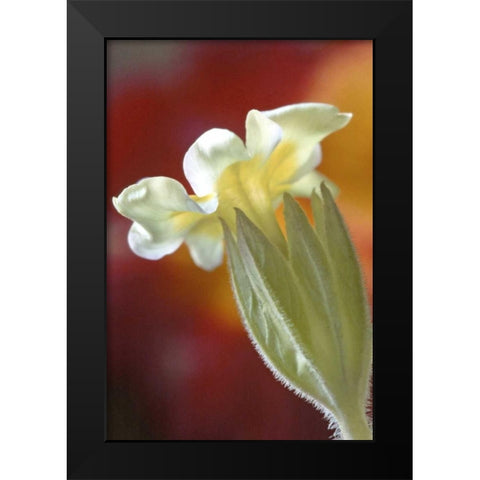 PA, Philadelphia Primrose at the Nature Center Black Modern Wood Framed Art Print by OBrien, Jay