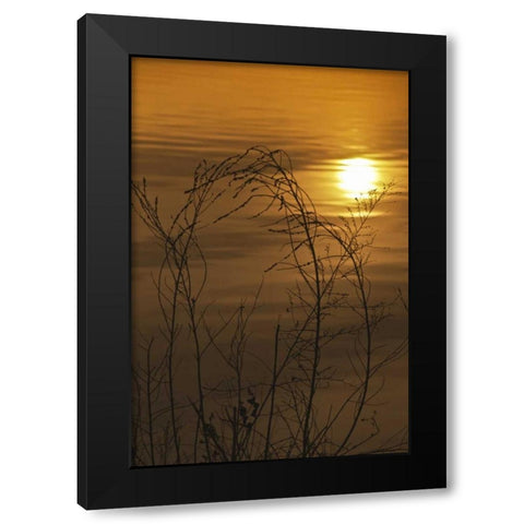 PA, Philadelphia, Sunset reflection on lake Black Modern Wood Framed Art Print by OBrien, Jay