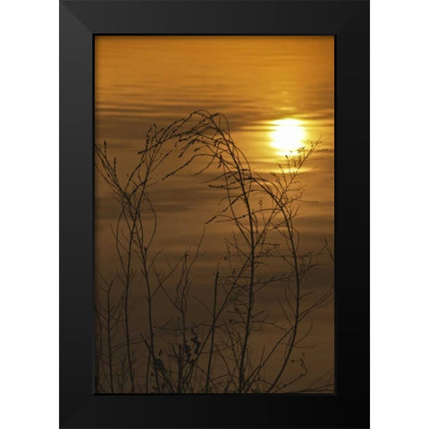 PA, Philadelphia, Sunset reflection on lake Black Modern Wood Framed Art Print by OBrien, Jay