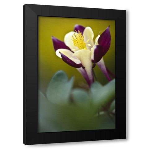 PA, Philadelphia Columbine at the Nature Center Black Modern Wood Framed Art Print by OBrien, Jay