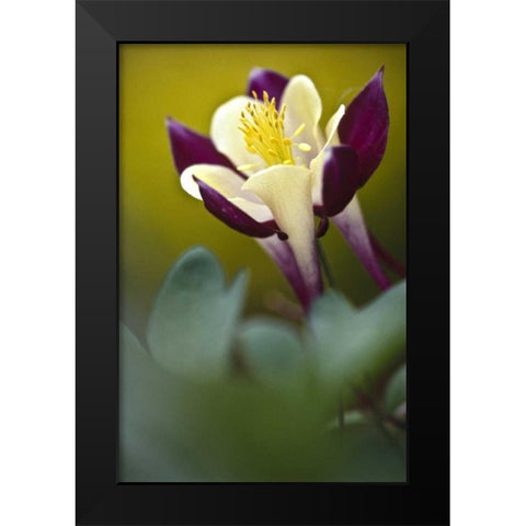 PA, Philadelphia Columbine at the Nature Center Black Modern Wood Framed Art Print by OBrien, Jay