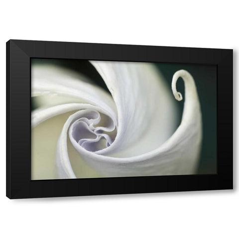 USA, Pennsylvania Datura flower close-up Black Modern Wood Framed Art Print by Rotenberg, Nancy