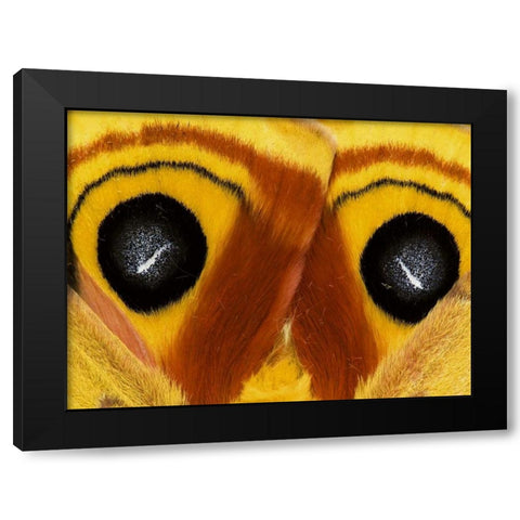 Pennsylvania Close-up of saturnia moth wings Black Modern Wood Framed Art Print with Double Matting by Rotenberg, Nancy