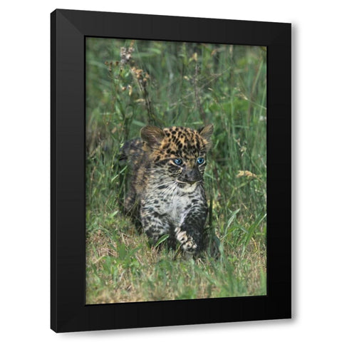 PA, African leopard cub walking in tall grass Black Modern Wood Framed Art Print by Welling, Dave