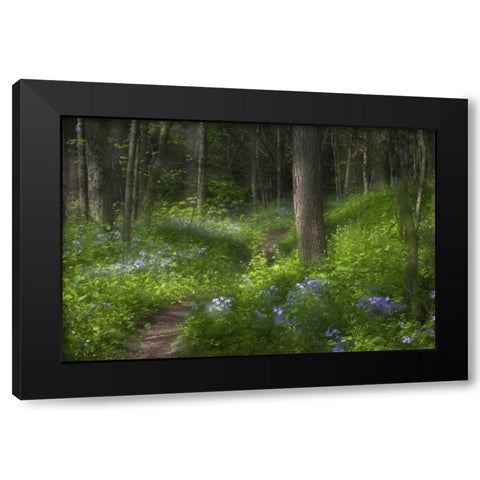 PA, Cedar Creek Trail through flowers and trees Black Modern Wood Framed Art Print with Double Matting by Rotenberg, Nancy