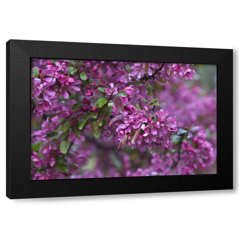 USA, Pennsylvania Cherry blossom tree in bloom Black Modern Wood Framed Art Print by Rotenberg, Nancy