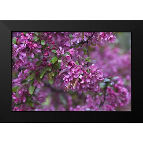 USA, Pennsylvania Cherry blossom tree in bloom Black Modern Wood Framed Art Print by Rotenberg, Nancy