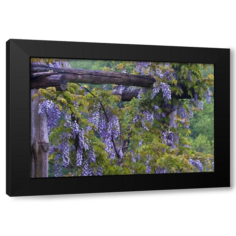 PA, Purple wisteria flowers on wooden trellis Black Modern Wood Framed Art Print with Double Matting by Rotenberg, Nancy