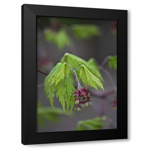 Pennsylvania Maple leaf opening in springtime Black Modern Wood Framed Art Print by Rotenberg, Nancy
