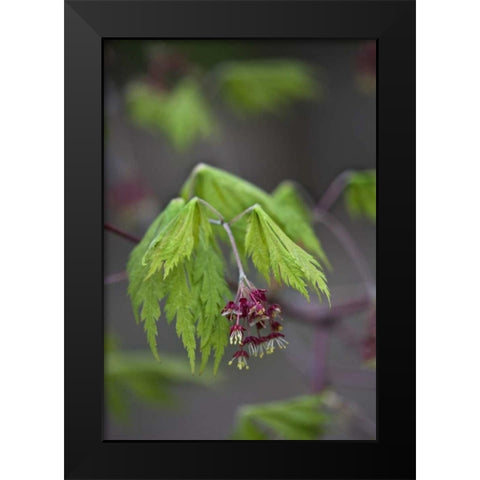 Pennsylvania Maple leaf opening in springtime Black Modern Wood Framed Art Print by Rotenberg, Nancy