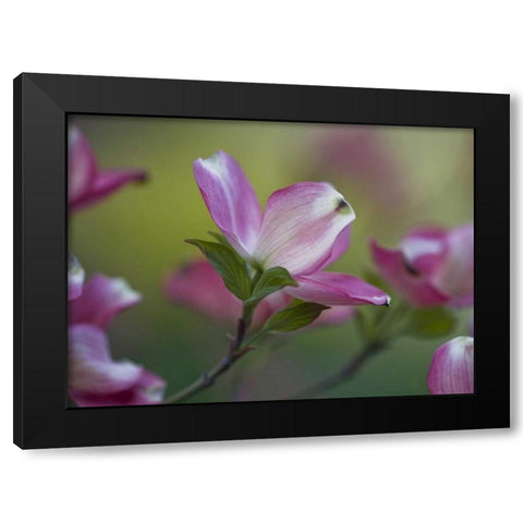 Pennsylvania Dogwood blossom in springtime Black Modern Wood Framed Art Print with Double Matting by Rotenberg, Nancy
