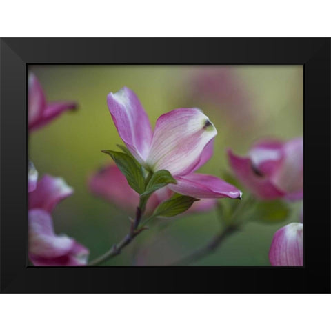 Pennsylvania Dogwood blossom in springtime Black Modern Wood Framed Art Print by Rotenberg, Nancy