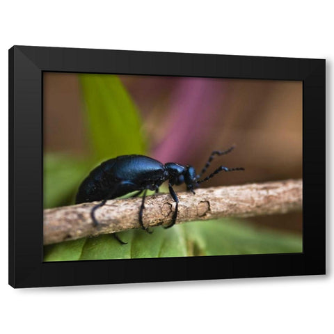 PA, Spring beetle crawling on limb with trillium Black Modern Wood Framed Art Print with Double Matting by Rotenberg, Nancy