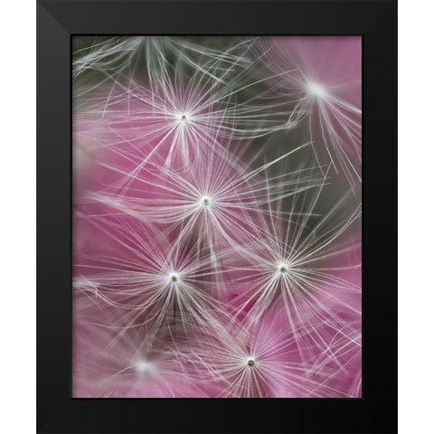 Dandelion seeds with feathery tentacles Black Modern Wood Framed Art Print by Rotenberg, Nancy