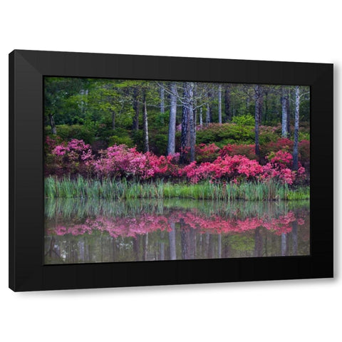 GA, Impressionistic trees and flowering bushes Black Modern Wood Framed Art Print with Double Matting by Rotenberg, Nancy