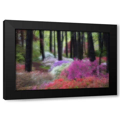 GA, Impressionistic trees and flowering bushes Black Modern Wood Framed Art Print by Rotenberg, Nancy
