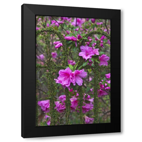 Georgia Azaleas on a garden fence Black Modern Wood Framed Art Print with Double Matting by Rotenberg, Nancy