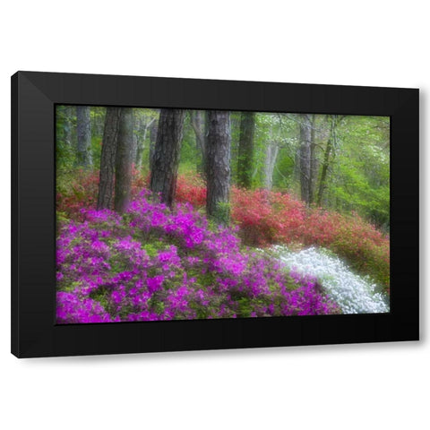 GA, Impressionistic trees and flowering bushes Black Modern Wood Framed Art Print with Double Matting by Rotenberg, Nancy
