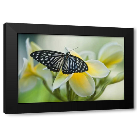 GA, Blue glassy tiger butterfly on flower Black Modern Wood Framed Art Print with Double Matting by Rotenberg, Nancy