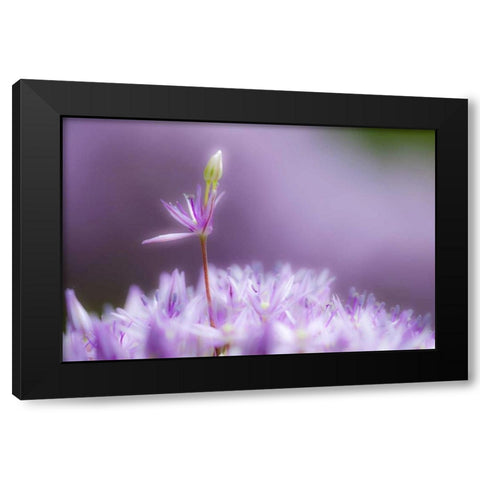 USA, Pennsylvania Close-up of alium flowers Black Modern Wood Framed Art Print with Double Matting by Rotenberg, Nancy