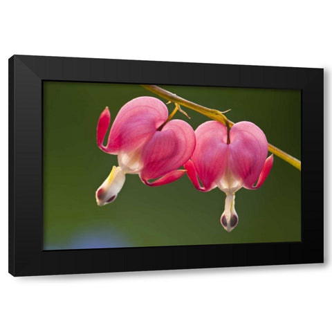 Pennsylvania Two bleeding heart flowers Black Modern Wood Framed Art Print by Rotenberg, Nancy