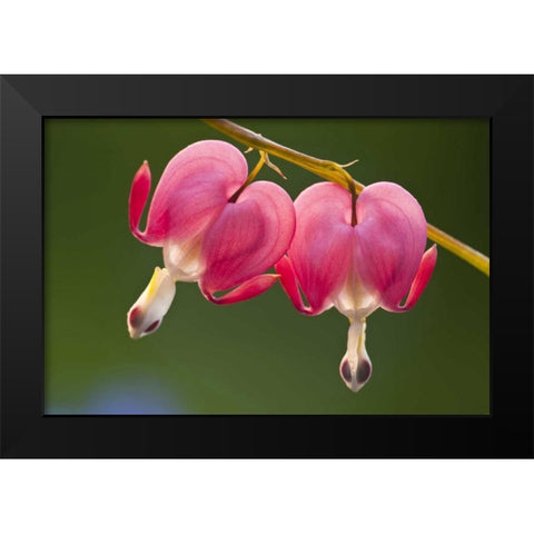 Pennsylvania Two bleeding heart flowers Black Modern Wood Framed Art Print by Rotenberg, Nancy