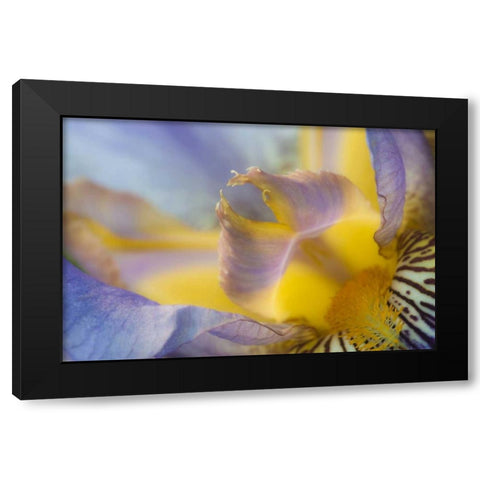 USA, Pennsylvania Macro of iris flower interior Black Modern Wood Framed Art Print by Rotenberg, Nancy