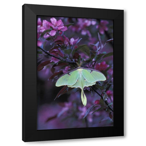 USA, Pennsylvania Luna moth on crabapple tree Black Modern Wood Framed Art Print with Double Matting by Rotenberg, Nancy