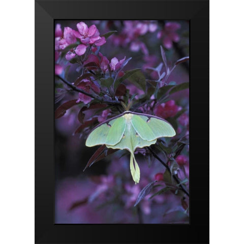 USA, Pennsylvania Luna moth on crabapple tree Black Modern Wood Framed Art Print by Rotenberg, Nancy