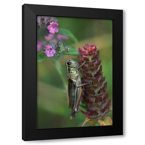 Pennsylvania Close-up of grasshopper on plant Black Modern Wood Framed Art Print with Double Matting by Rotenberg, Nancy