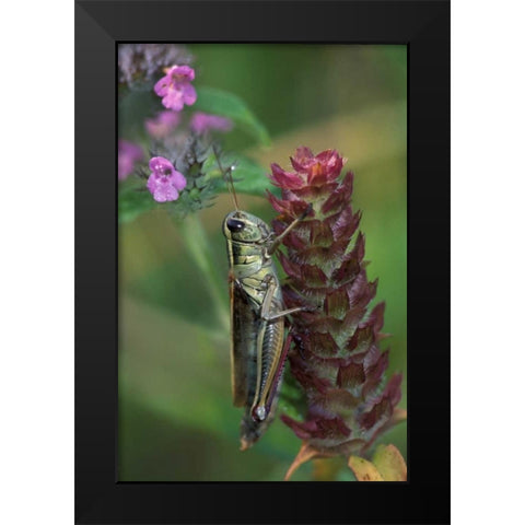Pennsylvania Close-up of grasshopper on plant Black Modern Wood Framed Art Print by Rotenberg, Nancy