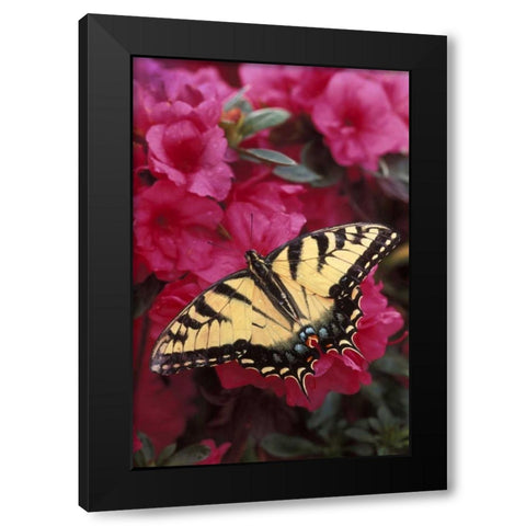 Pennsylvania Swallowtail butterfly on azalea Black Modern Wood Framed Art Print by Rotenberg, Nancy
