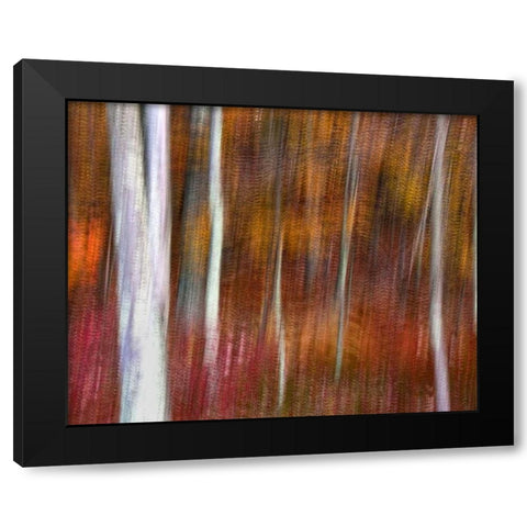 PA, Delaware Water Gap NRA Abstract of trees Black Modern Wood Framed Art Print with Double Matting by OBrien, Jay