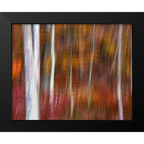 PA, Delaware Water Gap NRA Abstract of trees Black Modern Wood Framed Art Print by OBrien, Jay