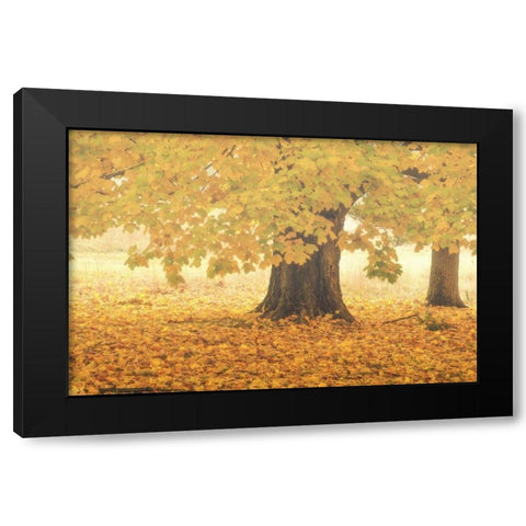PA, Valley Forge NP Sunrise on trees in Autumn Black Modern Wood Framed Art Print by OBrien, Jay