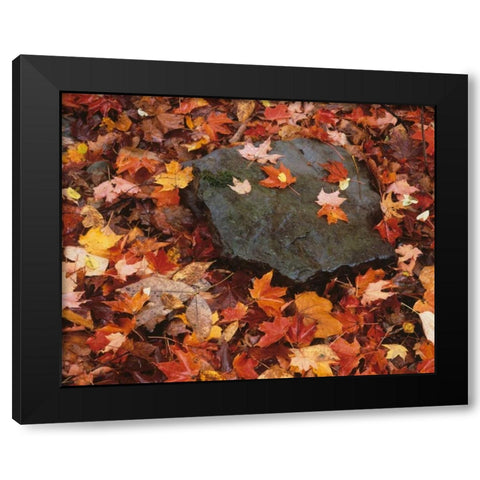 Pennsylvania Forest floor in Worlds End SP Black Modern Wood Framed Art Print with Double Matting by Flaherty, Dennis