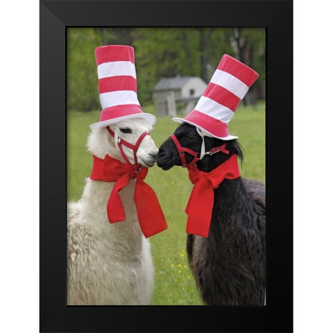 Pennsylvania, Erie Two llamas dressed humorously Black Modern Wood Framed Art Print by Anon, Ellen