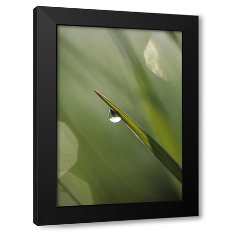 USA, Pennsylvania Dewdrop on leaf Black Modern Wood Framed Art Print by Rotenberg, Nancy