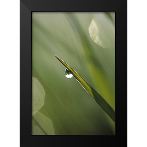 USA, Pennsylvania Dewdrop on leaf Black Modern Wood Framed Art Print by Rotenberg, Nancy