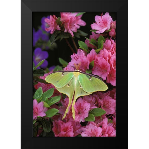 USA, Pennsylvania Luna moth on pink clematis Black Modern Wood Framed Art Print by Rotenberg, Nancy