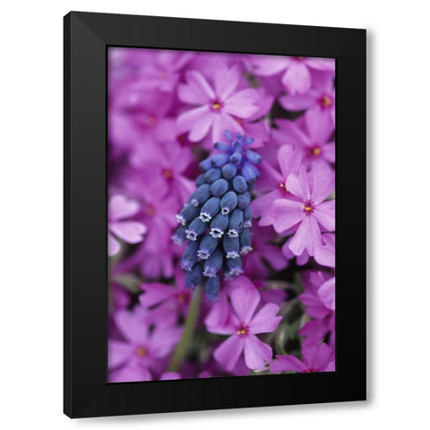 PA, Grape hyacinth and phlox flowers in garden Black Modern Wood Framed Art Print by Rotenberg, Nancy