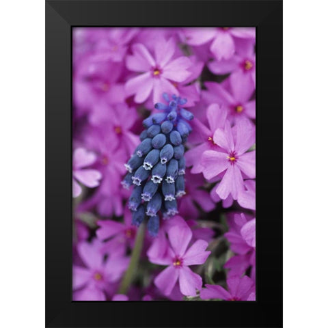 PA, Grape hyacinth and phlox flowers in garden Black Modern Wood Framed Art Print by Rotenberg, Nancy