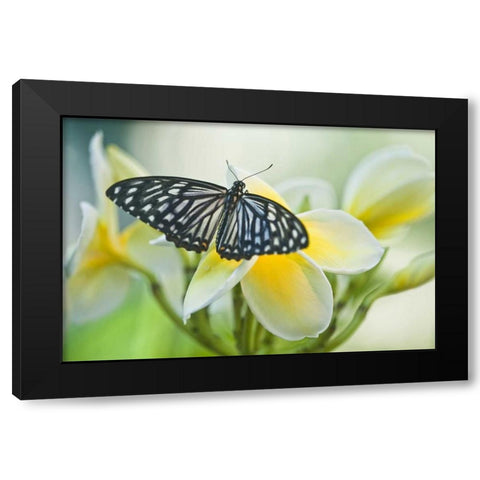 Pennsylvania Swallowtail butterfly on flower Black Modern Wood Framed Art Print by Rotenberg, Nancy
